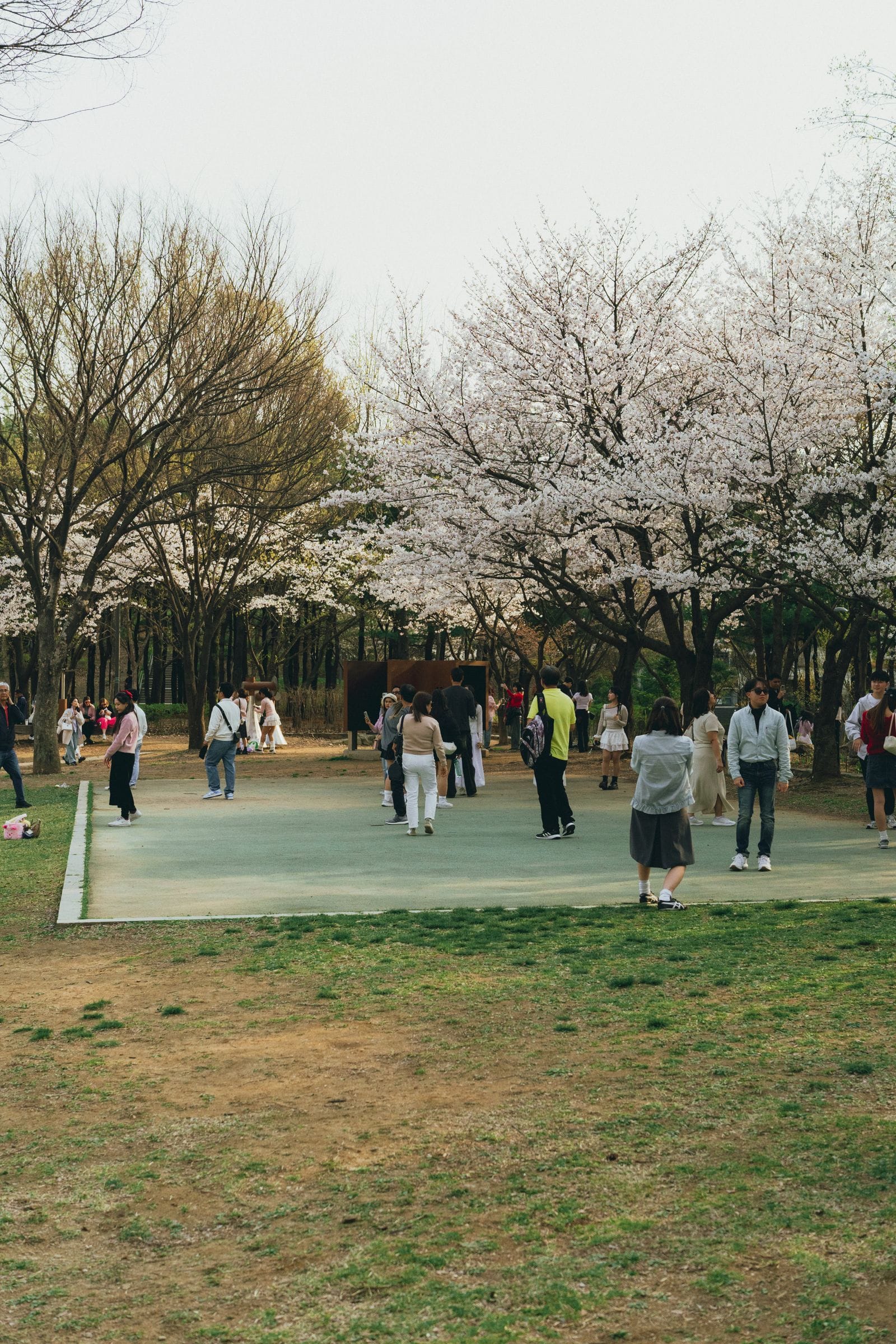 ソウル旅行のベストシーズン:天候・季節・混雑ガイド(2026年) ソウルの公園で桜の下、春の一日を楽しむ人々