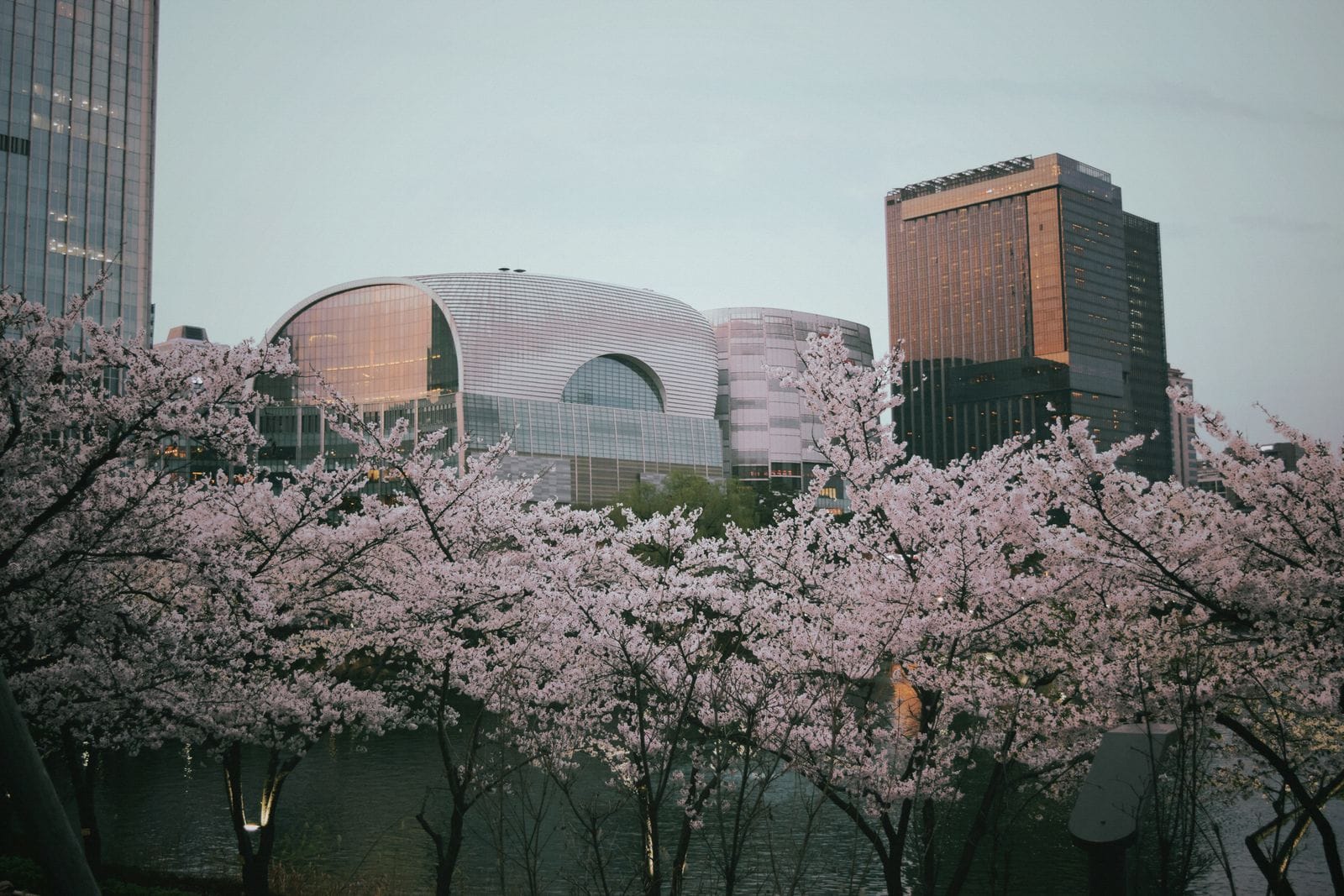 ソウル旅行のベストシーズン:天候・季節・混雑ガイド(2026年) 春、桜越しに望むソウルの街並み。ソウル旅行のベストシーズンの定番