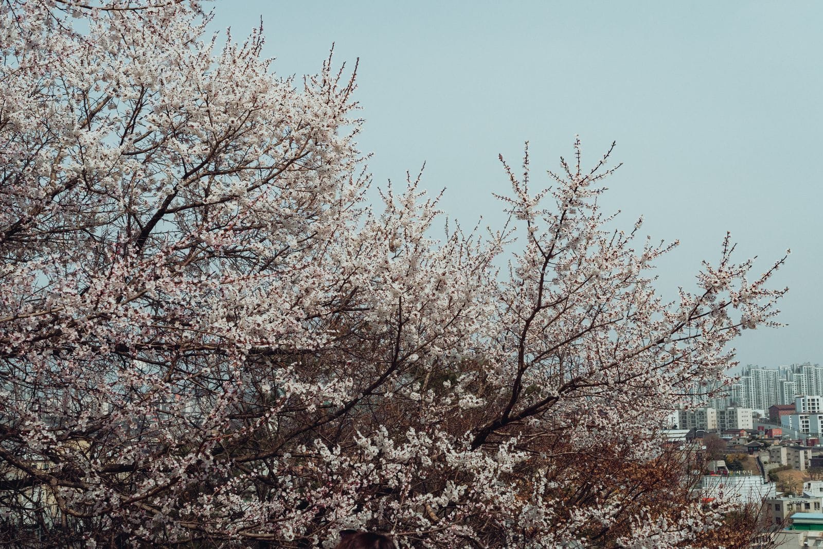 春、ソウルの街並みを背景にした桜