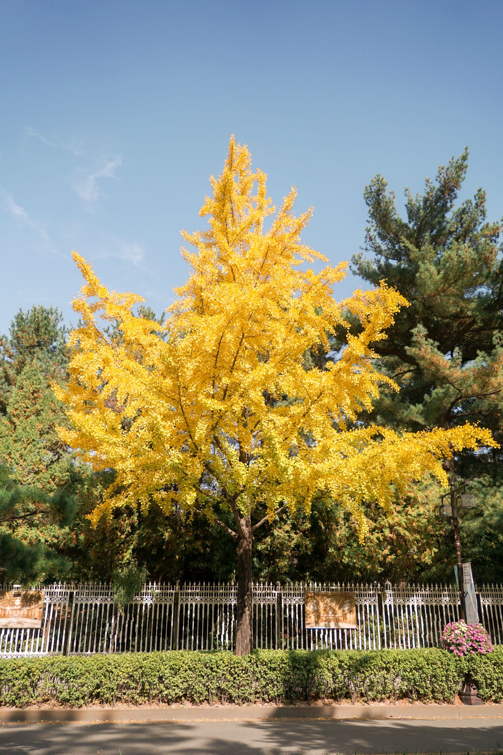 Day Trips from Seoul: 8 Best Escapes by Train, Tour & Bus Golden ginkgo trees in autumn in Korea