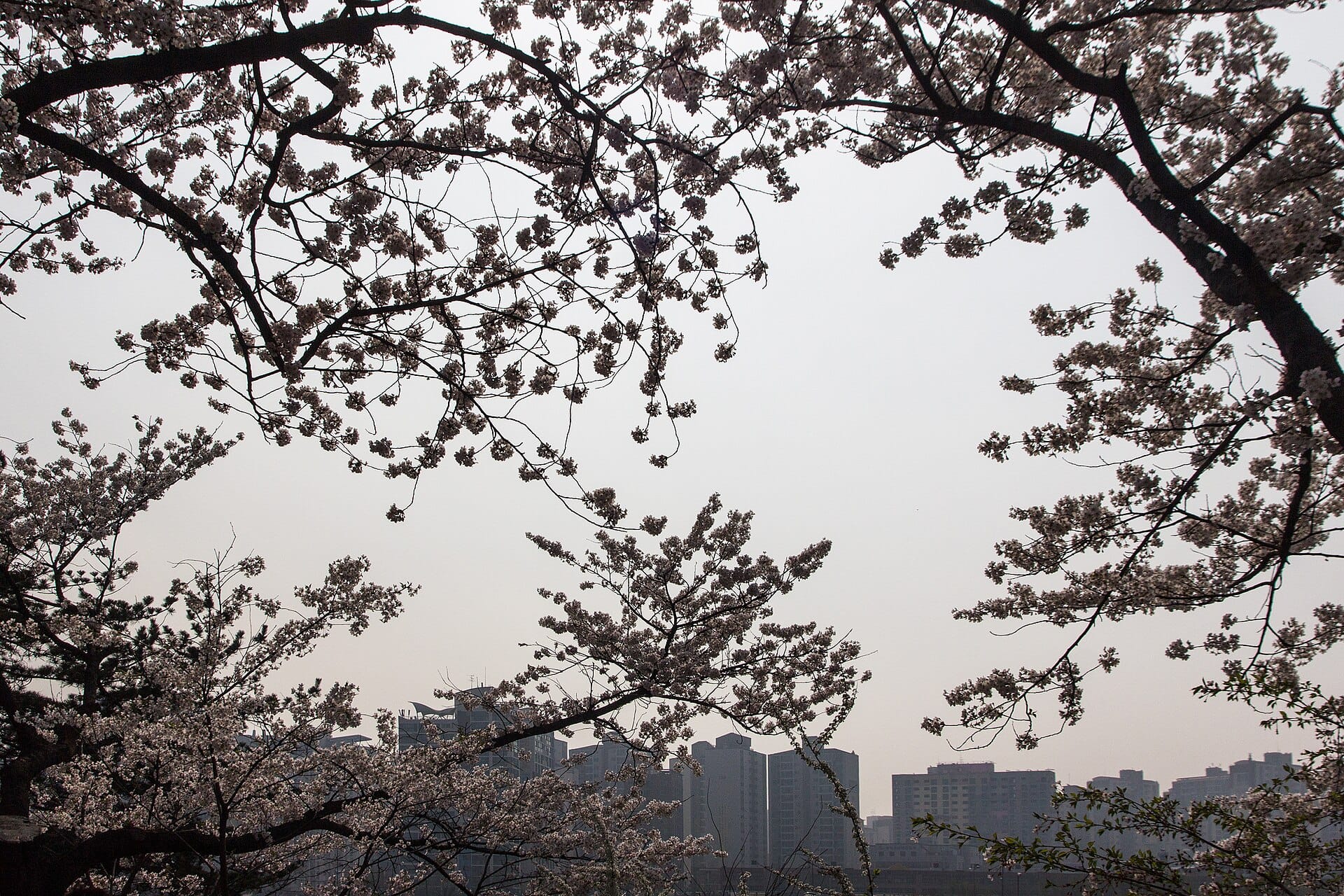 Best Time to Visit Seoul: Weather, Seasons & Crowds (2026) Cherry blossoms in bloom at Yeouido Park in Seoul