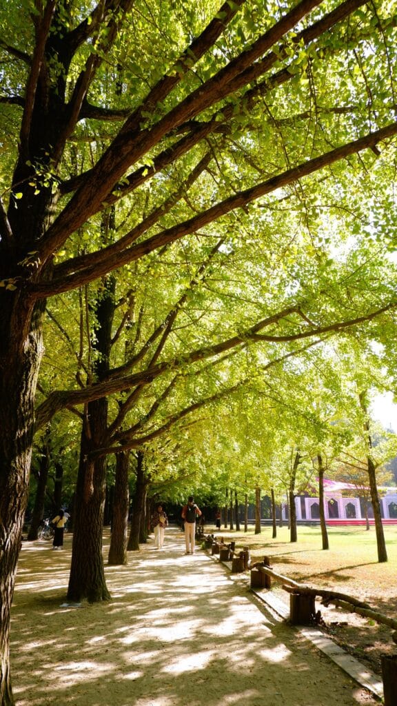 Nami Island Day Trip from Seoul: How to Visit (2026) Sunlit tree-lined pathway on Nami Island, a popular day trip from Seoul, South Korea