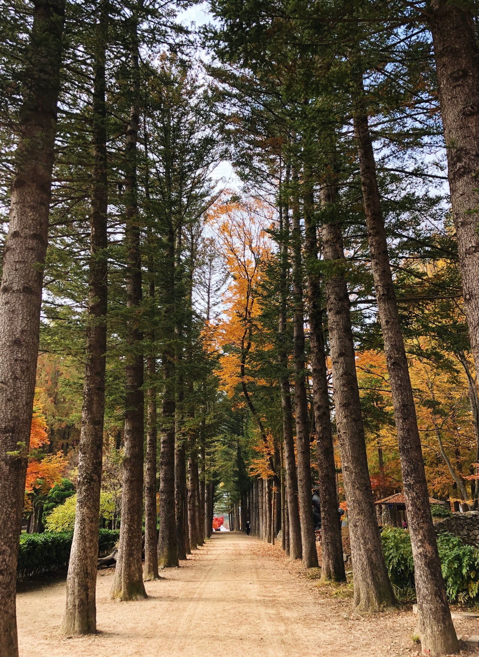 Tall tree-lined lane in autumn, like the Metasequoia Lane on Nami Island