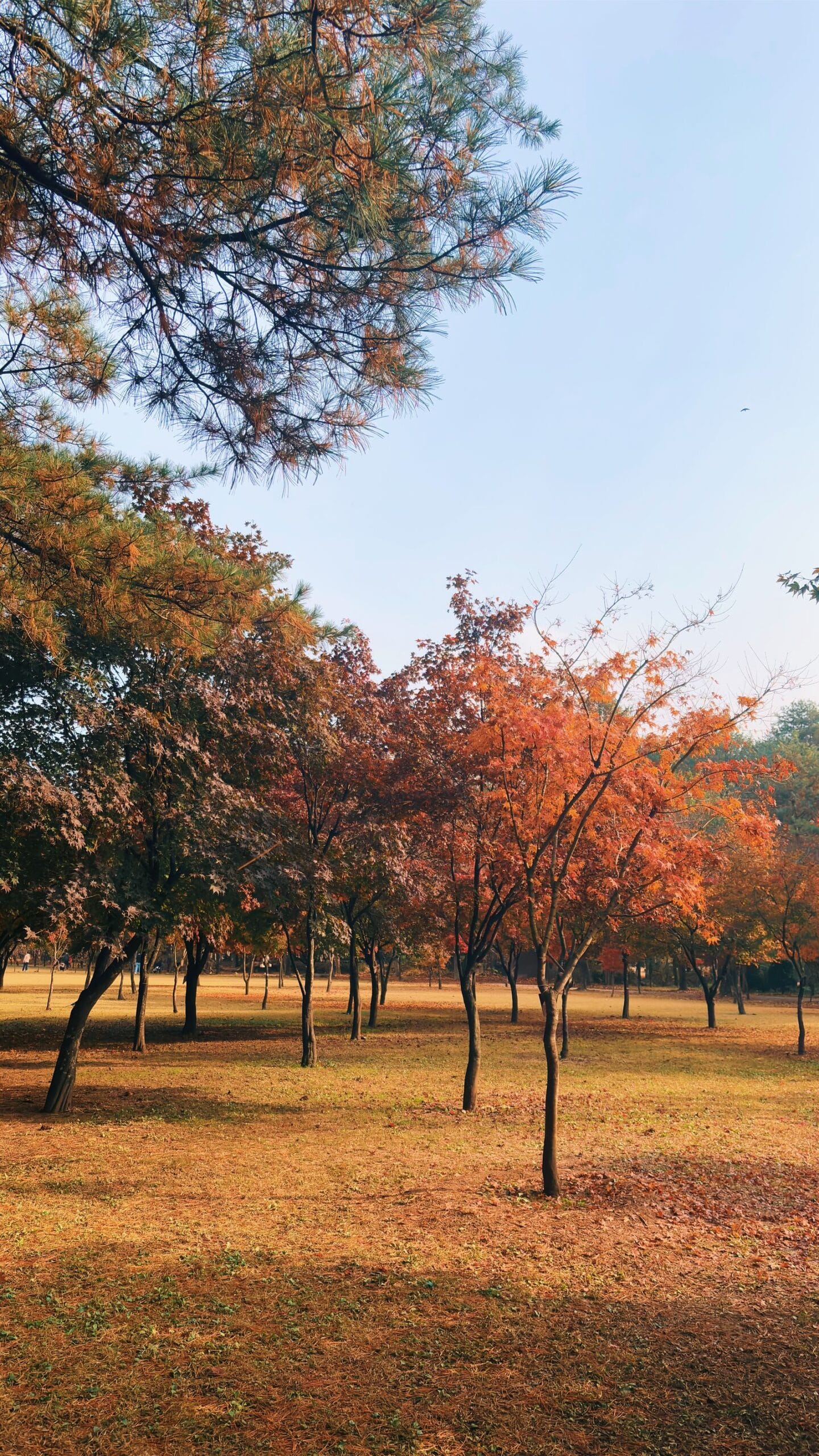 Autumn landscape with colorful trees near Chuncheon and Gapyeong, South Korea