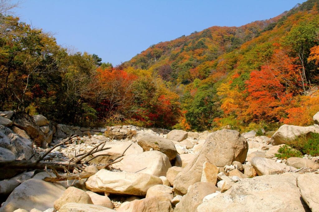 Seoraksan National Park Hiking Guide: Trails, Cable Car & How to Get There (2026) Red and gold autumn foliage covering the ridgelines of Seoraksan National Park in Gangwon, South Korea