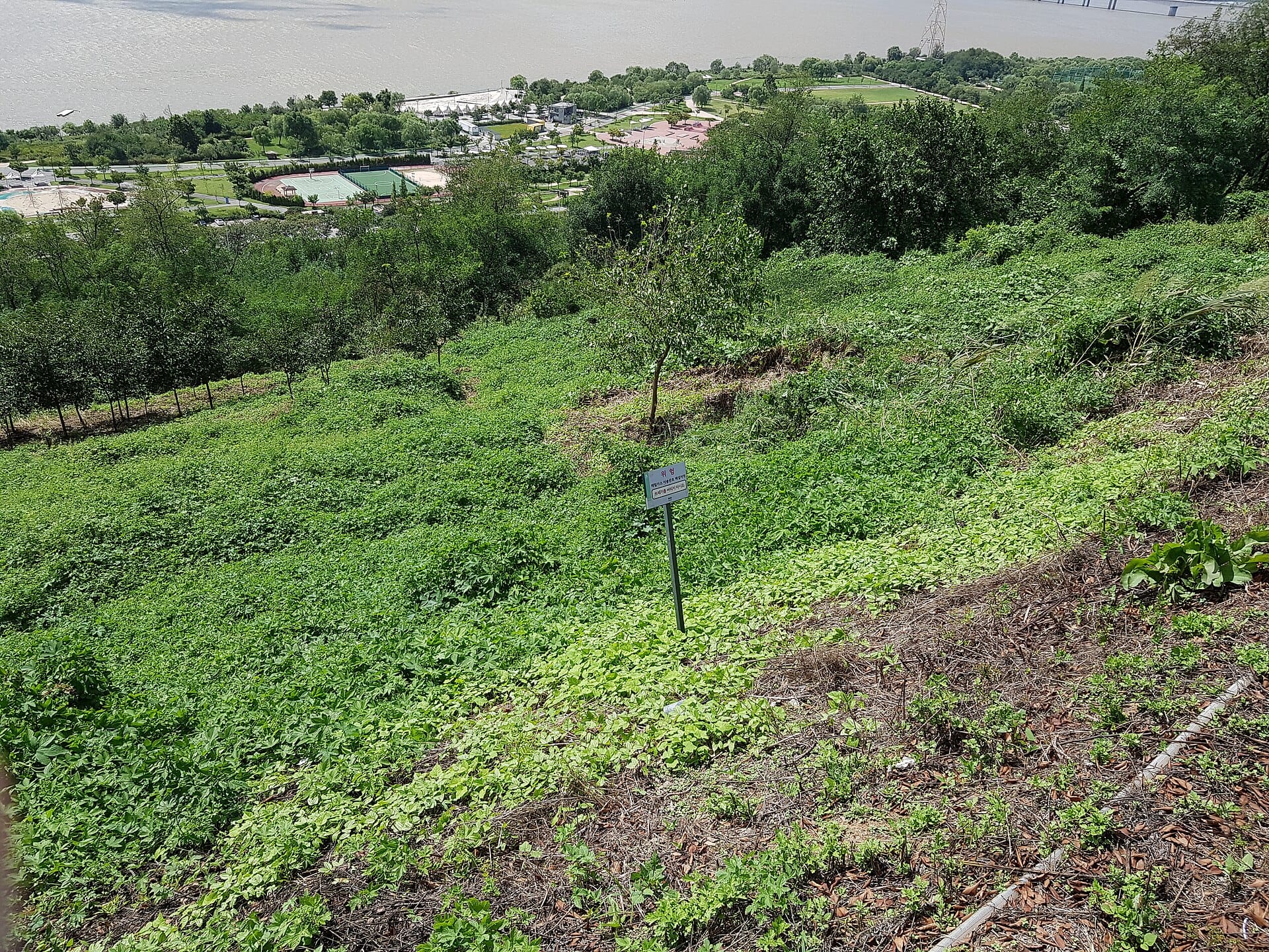 Silvergrass fields at Haneul Park in Seoul, the site of the Seoul Silvergrass Festival
