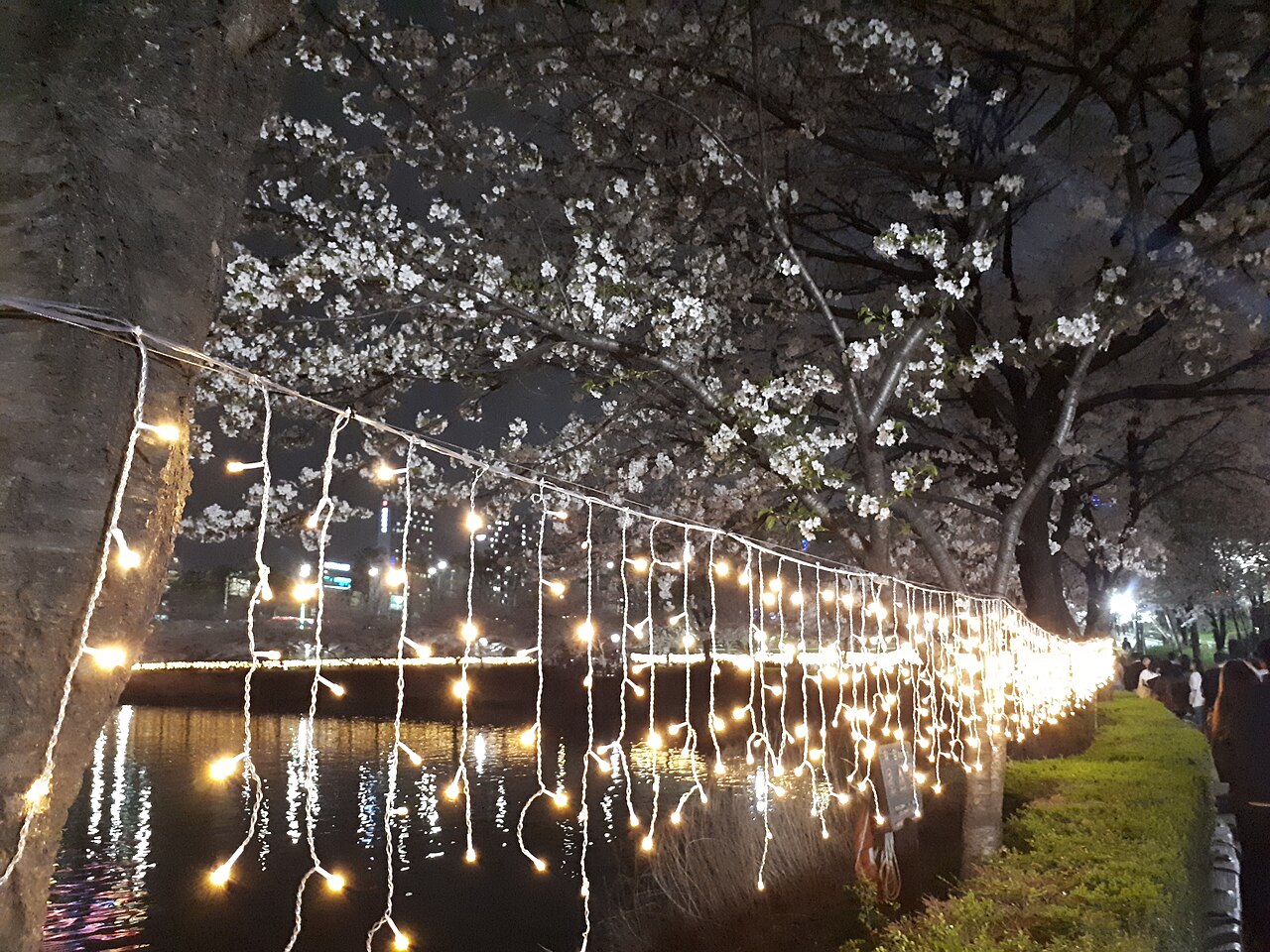 Cherry blossoms and string lights along Seokchon Lake at night, next to Lotte World